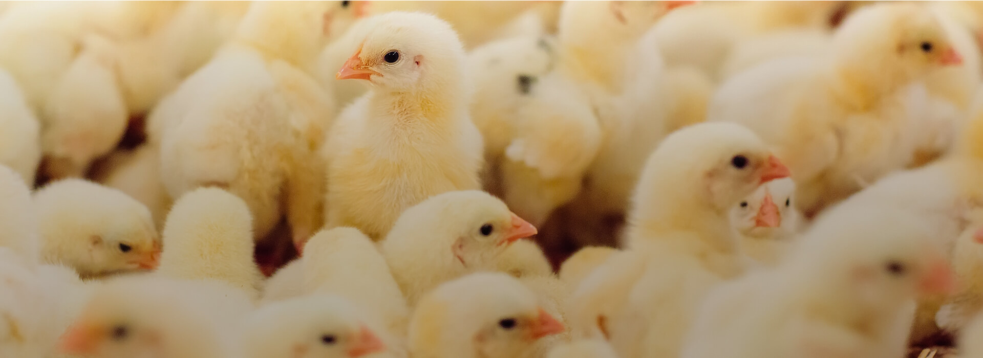 日本の食と農の未来を支えるFarmONの外国人材支援サービス